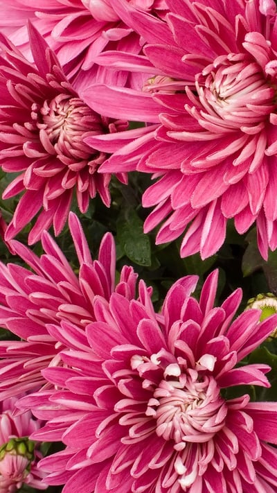 菊の花 (© Maciej Figiel/Alamy Stock Photo) mobile wallpaper