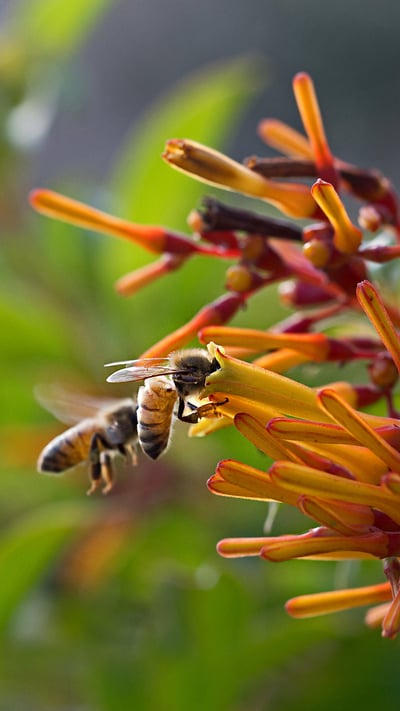 Bees for National Honey Bee Day (© Angela Parker/Offset) mobile wallpaper