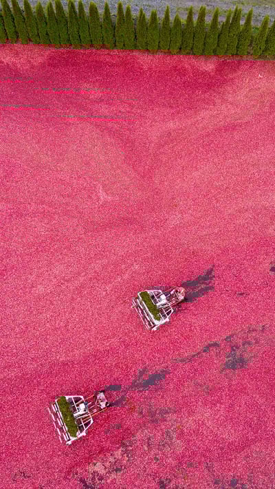 Cranberry harvest seen from a drone, Vancouver (© Grant Faint/Getty Images) mobile wallpaper