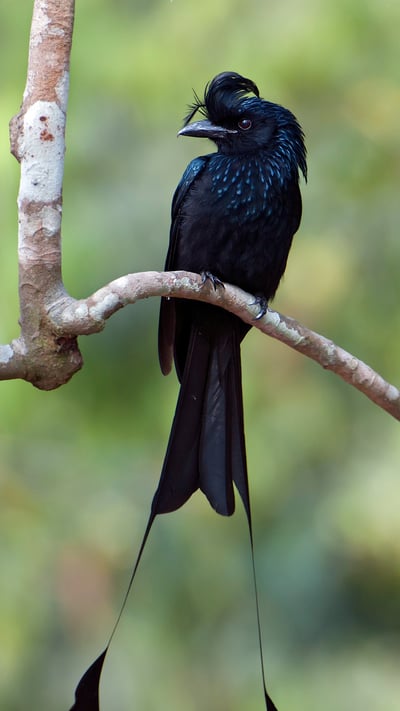 Greater racket-tailed drongo in Tripura, India (© Bernard Castelein/Minden Pictures) mobile wallpaper