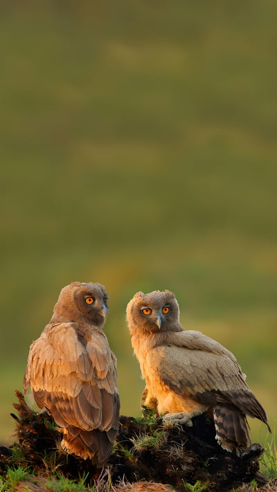 Dusky eagle-owls, Pakistan (© zahoor salmi/Getty Images) mobile wallpaper