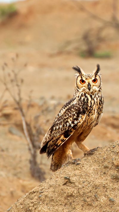 Eagle owl bird of prey in Karnataka. (© Anantha Murthy H S/iStock/Getty Images Plus) mobile wallpaper