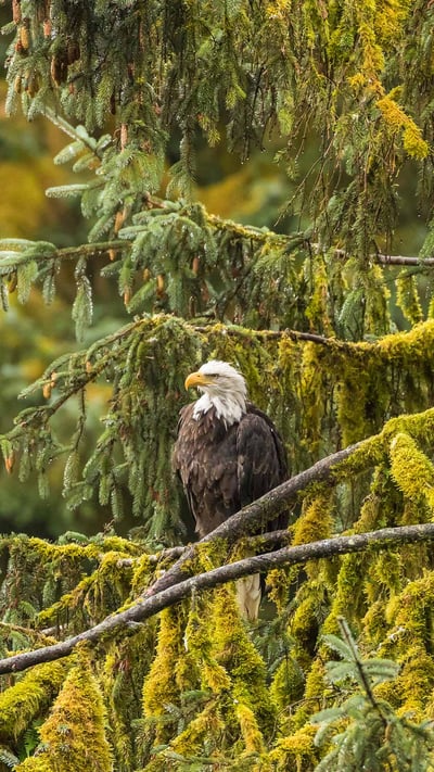 Bald eagle, Tongass National Forest, Alaska (© Jaynes Gallery/Shutterstock) mobile wallpaper