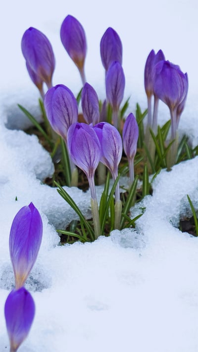Crocus flowers (© Lorianne Ende/Getty Images) mobile wallpaper