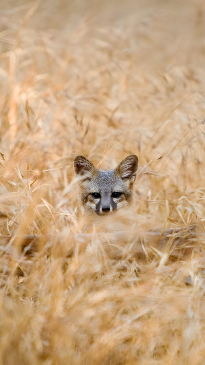 Island fox in Channel Islands National Park, California (© Ian Shive/Tandem Stills + Motion) mobile wallpaper