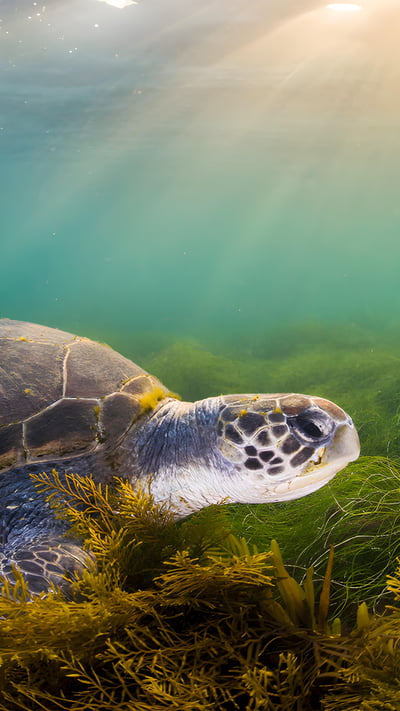 Green sea turtle, San Diego, California (© Ralph Pace/Minden Pictures) mobile wallpaper