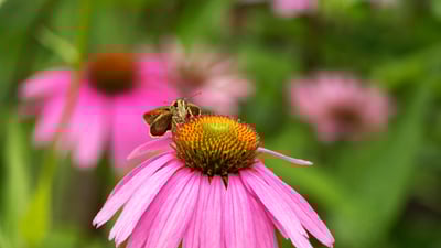 Flower power