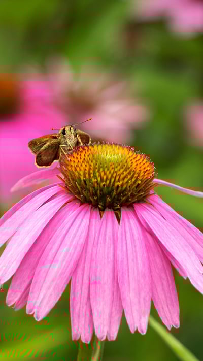 Skipper butterfly on a coneflower, Rockefeller State Park Preserve, New York (© Marianne A. Campolongo/Alamy) mobile wallpaper