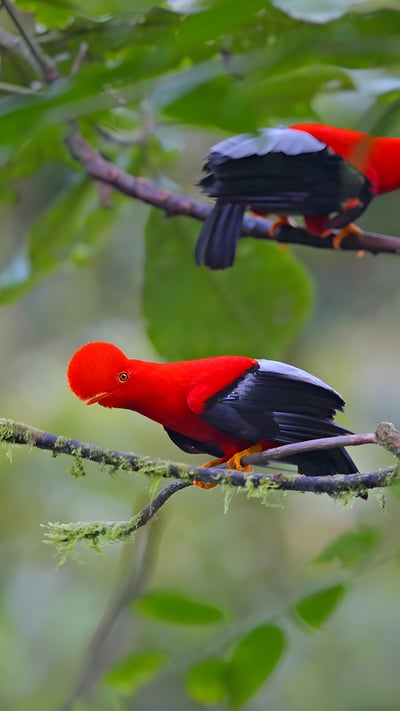 Andean cocks-of-the-rock, Ecuador (© Kit Day/Alamy) mobile wallpaper
