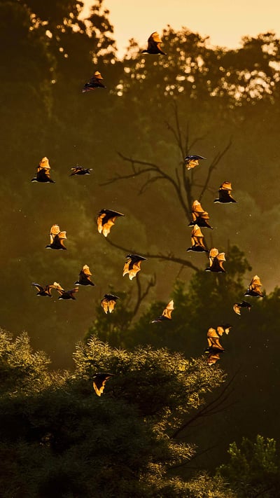 Straw-colored fruit bats in Kasanka National Park, Zambia (© Nick Garbutt/Minden Pictures) mobile wallpaper