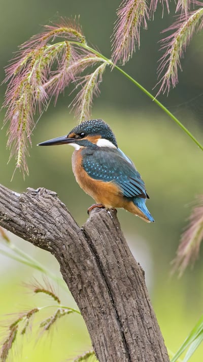 Junge Eisvögel, Sachsen-Anhalt, Deutschland (© Thomas Hinsche/Minden Pictures) mobile wallpaper