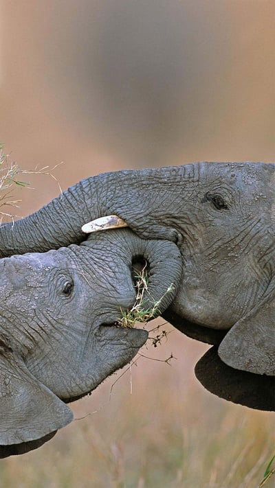 African bush elephants at Masai Mara National Reserve in Kenya (© Yva Momatiuk and John Eastcott/Minden Pictures) mobile wallpaper