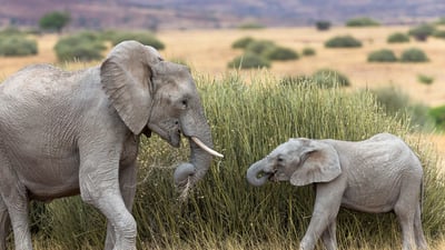 Feasting in the tall grass