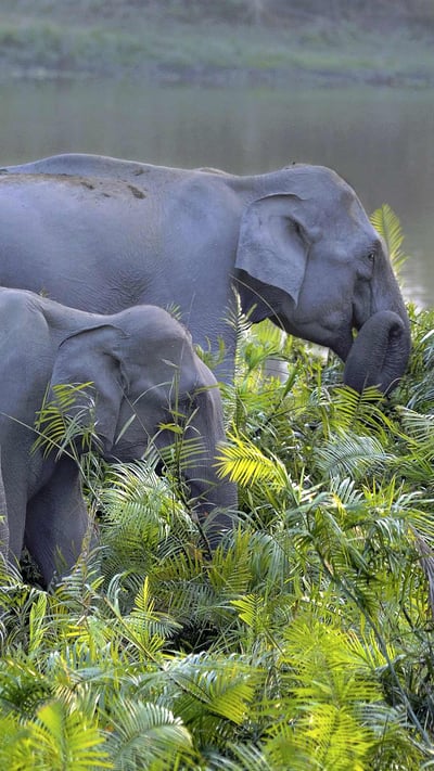 Asian elephant herd in Kaziranga National Park, Assam, India (© Parameswaran Pillai Karunakaran/Minden Pictures) mobile wallpaper