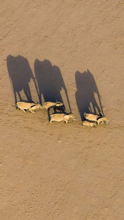 Elephant herd in Damaraland District, Namibia (© Michael Poliza/Getty Images) mobile wallpaper