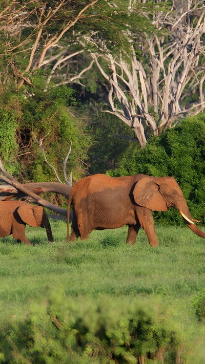 African elephants in Tsavo East National Park, Kenya (© Neil Bowman/Minden Pictures) mobile wallpaper
