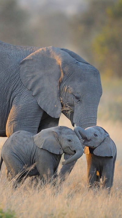Elephant family in Amboseli National Park, Kenya (© Diana Robinson/Getty Images) mobile wallpaper