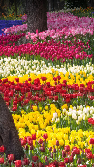 Tulips at Emirgan Park in Istanbul, Türkiye (© Ozbalci/Getty Images) mobile wallpaper