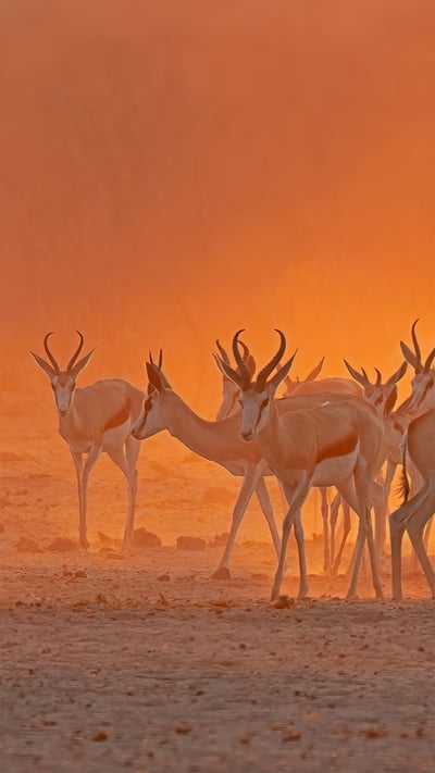 Springboks near a waterhole in Etosha National Park, Namibia (© Charlie Summers/Minden Pictures) mobile wallpaper
