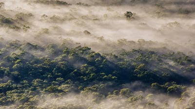 A eucalyp-tastic view