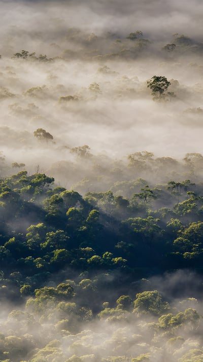 Eucalyptus trees, Megalong Valley, Blue Mountains National Park, NSW, Australia (© Andrew Peacock/TANDEM Stills + Motion) mobile wallpaper