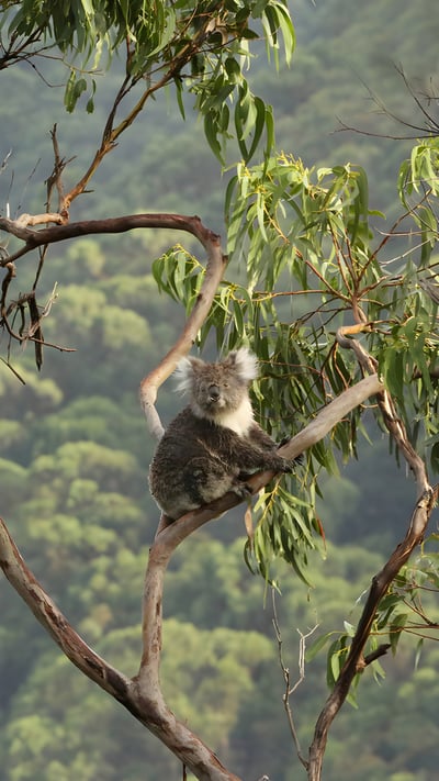 Koala in a eucalyptus tree, Great Otway National Park, Australia (© Jamie Lamb - elusive-images.co.uk/Getty Images) mobile wallpaper