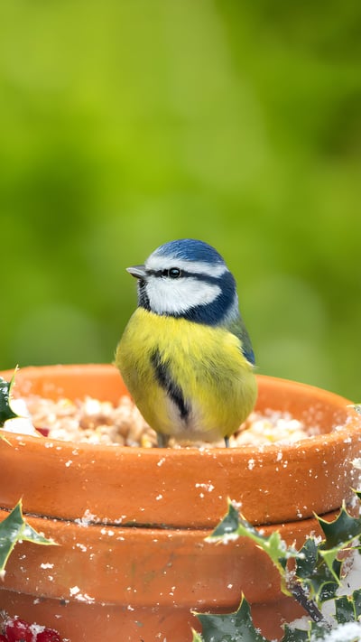 Eurasian blue tit, United Kingdom (© Anne Coatesy/iStock/Getty Images) mobile wallpaper