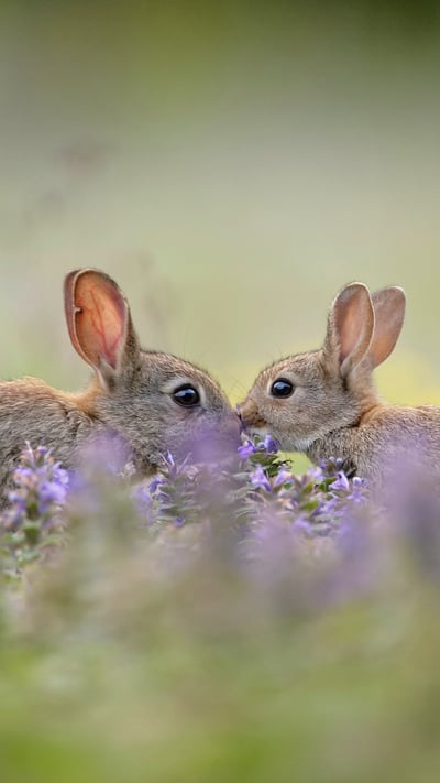 European rabbit kit greeting its parent, France (© Remy Courseaux/Minden Pictures) mobile wallpaper