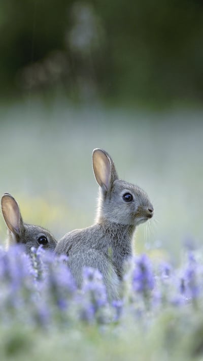 Junge Wildkaninchen (© Remy Courseaux/Minden Pictures) mobile wallpaper
