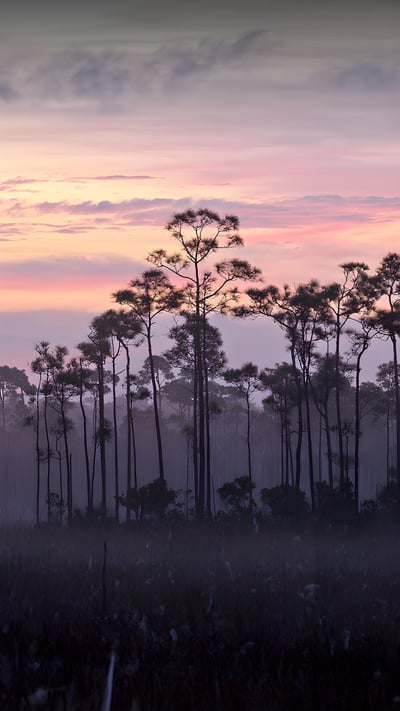 A stand of slash pines and sawgrass prairie, Everglades National Park, Florida (© Jonathan Gewirtz/Tandem Stills + Motion) mobile wallpaper