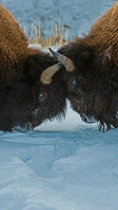 American bison in Yellowstone National Park, Wyoming (© Gerald Corsi/Getty Images) mobile wallpaper
