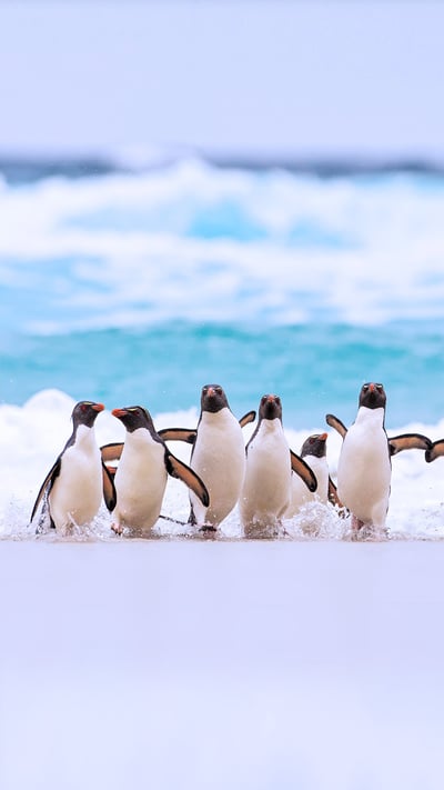 Southern rockhopper penguins on the Falkland Islands (© Heike Odermatt/Minden Pictures) mobile wallpaper