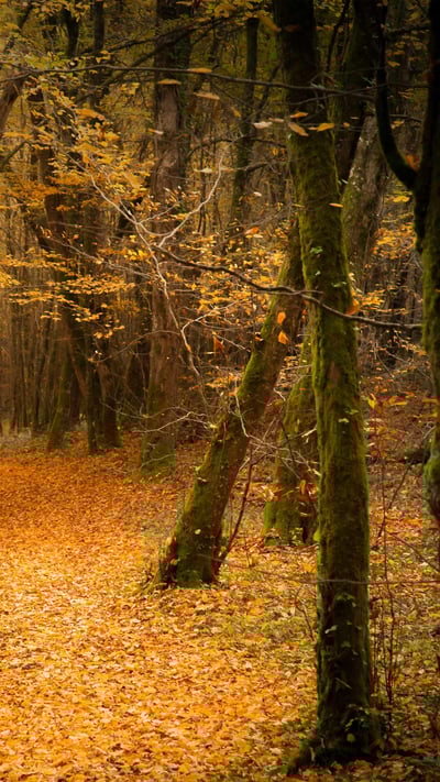 Forêt en automne (© Laud Nicolas/EyeEm/Getty Image) mobile wallpaper