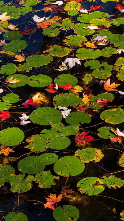 Lily pads and floating autumn coloured leaves, Waterloo, Que. (© Design Pics/Offset) mobile wallpaper