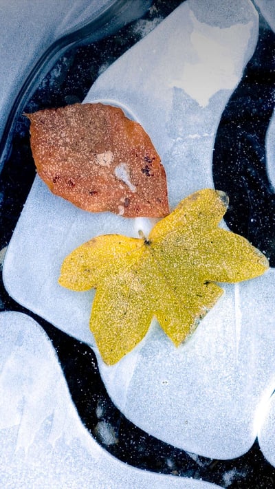 Feuilles d’automne sur de l’eau gelée, France (© Jean-Philippe Delobelle/Minden Pictures) mobile wallpaper