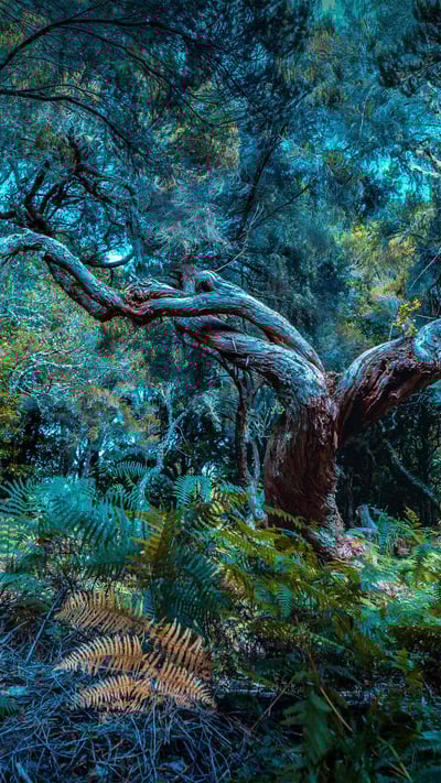 The Fanal Forest on Madeira Island, Portugal (© Val Thoermer/Alamy) mobile wallpaper
