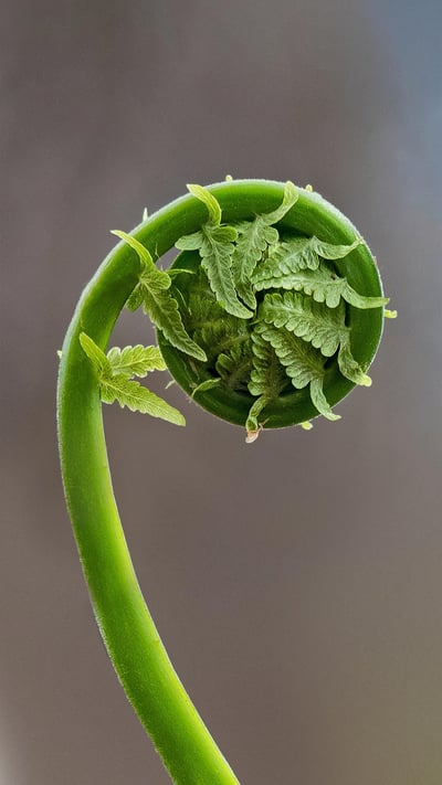 Fiddlehead fern fronds in Quebec, Canada (© Marianna Armata/Getty Images) mobile wallpaper
