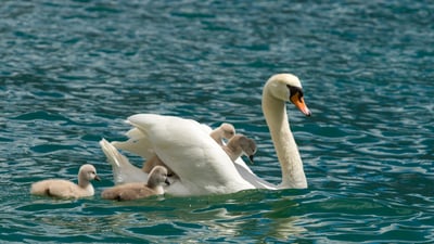 Auguri Mamma!