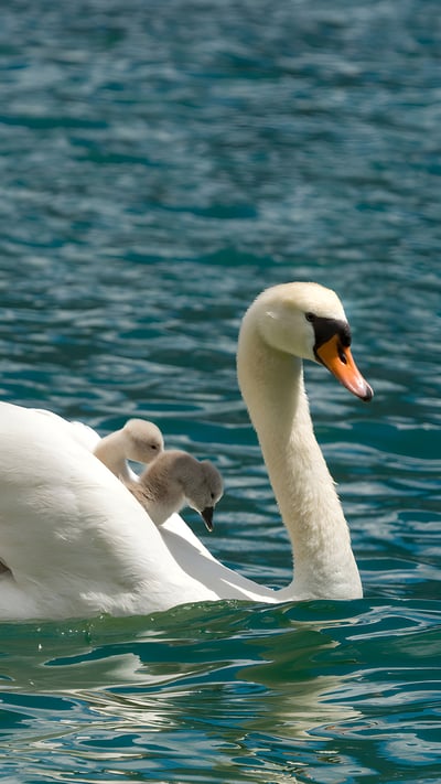 Cigno reale con i suoi piccoli, Lago di Garda, Lombardia (© Marcus Siebert/imageBROKER) mobile wallpaper