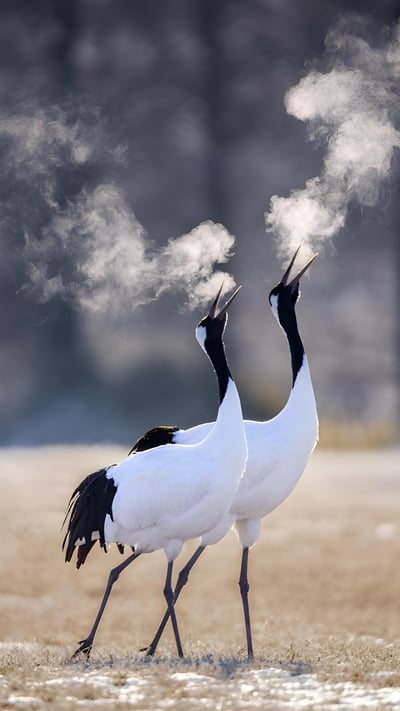 Red-crowned cranes in Kushiro, Hokkaido, Japan (© Wirestock, Inc./Alamy) mobile wallpaper