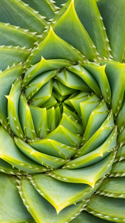 Spiral aloe, Kangaroo Island, Australia (© Michael Melford/Alamy) mobile wallpaper