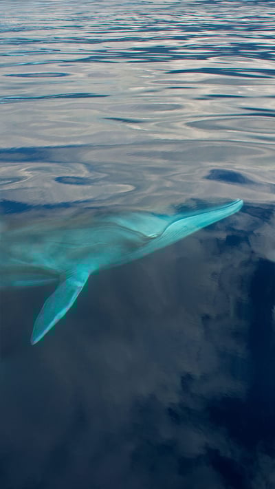 A fin whale in the waters off the Azores (© Luis Quinta/Minden Pictures) mobile wallpaper