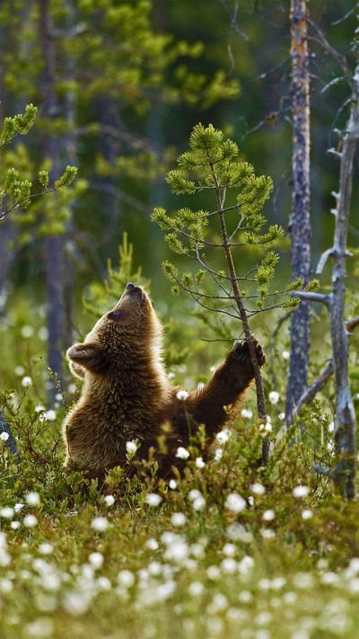 Eurasian brown bear cub in the taiga forest, Finland (© Jules Cox/Minden Pictures) mobile wallpaper