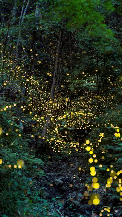 「森の中のホタル」岡山県 (© tdub303/Gettyimages) mobile wallpaper