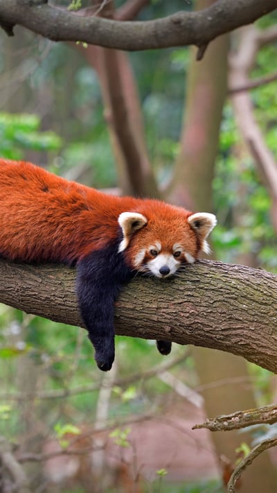 Red panda at the Chengdu Panda Base in Sichuan province, China (© Biosphoto/Alamy) mobile wallpaper