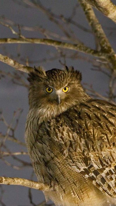Blakiston's fish owl in Hokkaido, Japan (© Martin Bailey/Offset by Shutterstock) mobile wallpaper