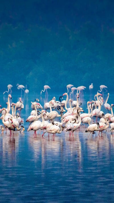 Migrating flock of flamingos in Mumbai (© Gaurav Ojha/500px/Getty Images) mobile wallpaper