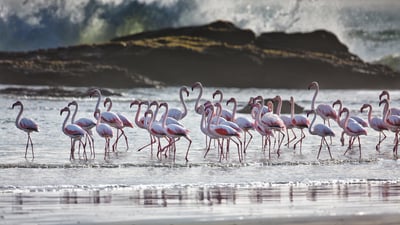 A tidal ballet