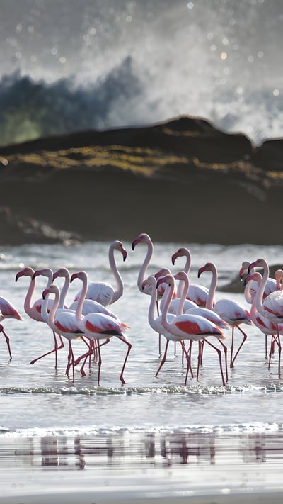 Greater flamingos, Lüderitz, Namibia (© Karine Aigner/TANDEM Stills + Motion) mobile wallpaper