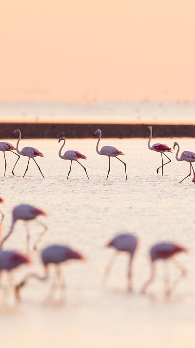 Flamants roses au lever du soleil, Saintes-Maries-de-la-Mer, Parc Naturel Régional de Camargue, France (© Image via Shutterstock) mobile wallpaper